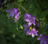 Campanula trachelium