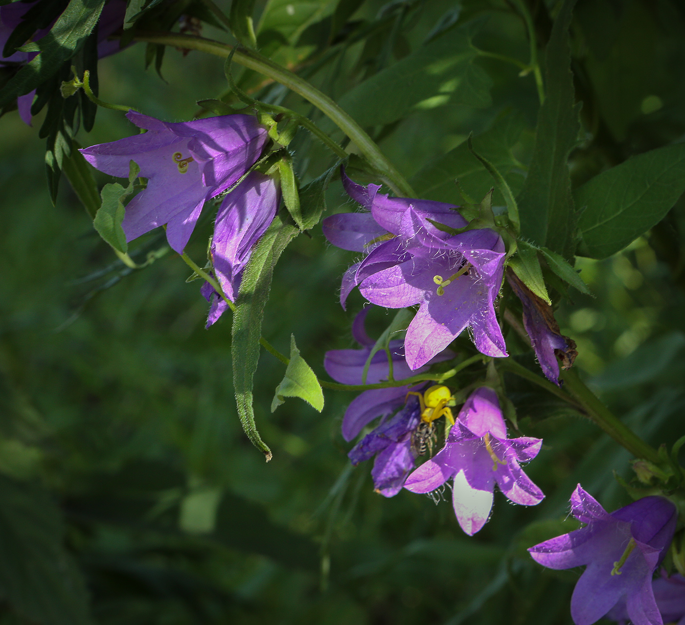 Изображение особи Campanula trachelium.