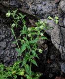 Melandrium latifolium