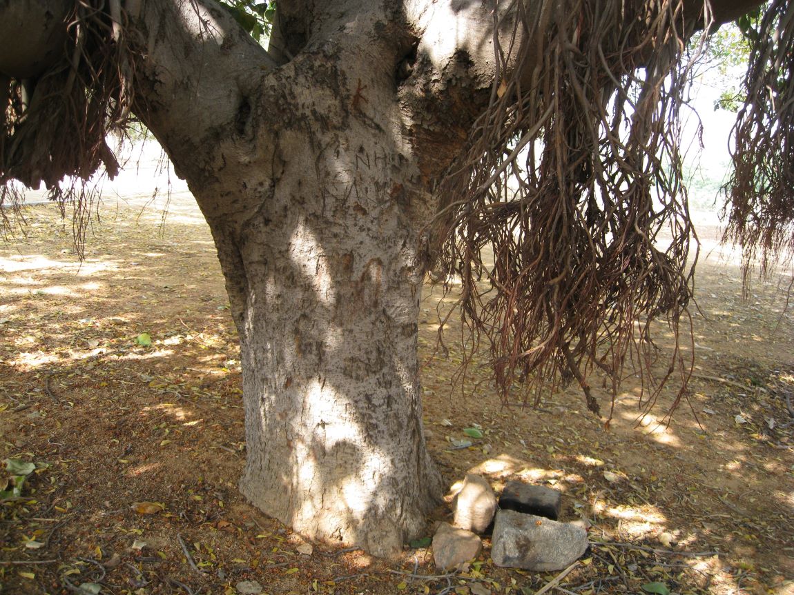 Image of Ficus benghalensis specimen.