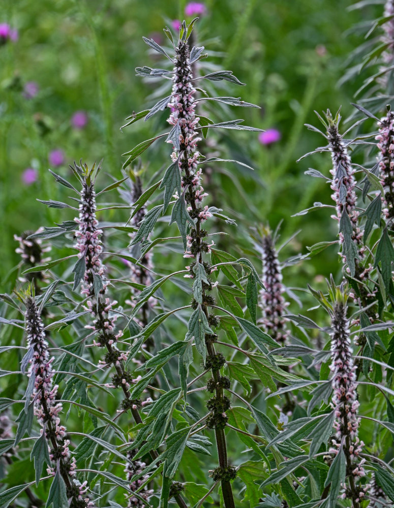 Изображение особи Leonurus quinquelobatus.