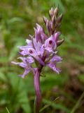 Dactylorhiza fuchsii. Верхушка побега с соцветием. Московская обл., Талдомский р-н, окр. пгт Запрудня, смешанный лес. 25.06.2023.