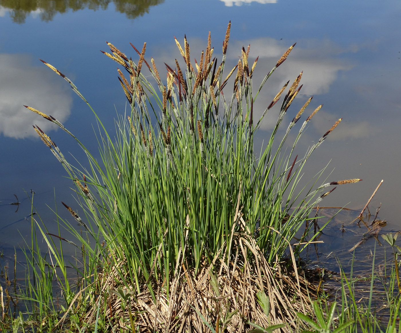 Изображение особи Carex elata.