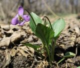 род Viola. Растение с цветком и бутоном. Луганская народная республика, г. Луганск, балка Калмыцкий Яр, лесопосадка. 04.04.2024.