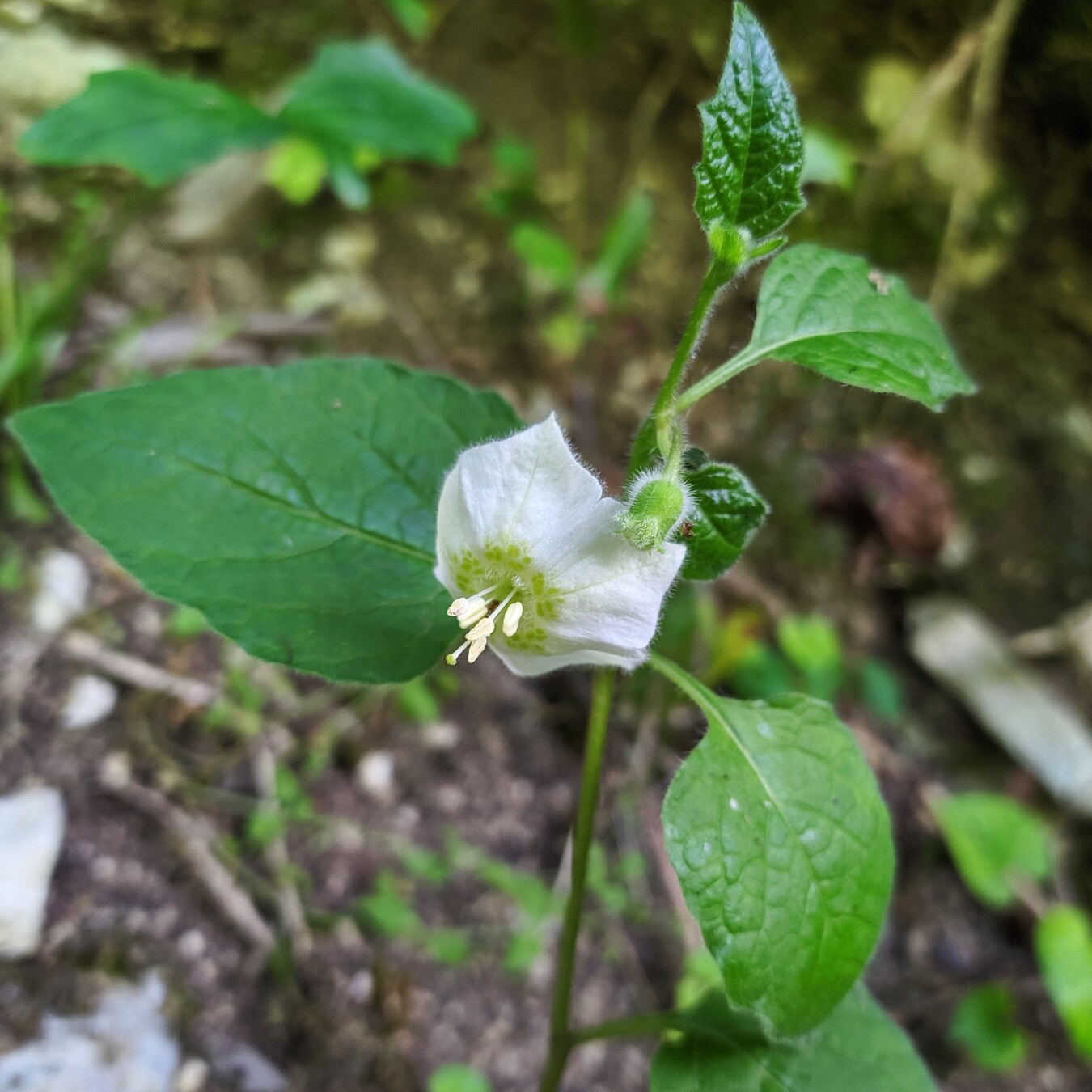 Image of Alkekengi officinarum specimen.