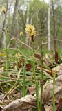 Carex pilosa. Цветущие побеги (рядом - молодая веточка Equisetum). Хабаровский край, окр. г. Комсомольск-на-Амуре, смешанный лес. 11.05.2024.