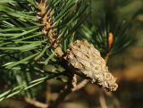 Pinus sylvestris. Часть побега с созревающей шишкой. Псковская обл., Невельский р-н, окр. дер. Худоярово, побережье оз. Езерище, гребень высокой гривы, роща из сосны (Pinus sylvestris). 02.05.2024.