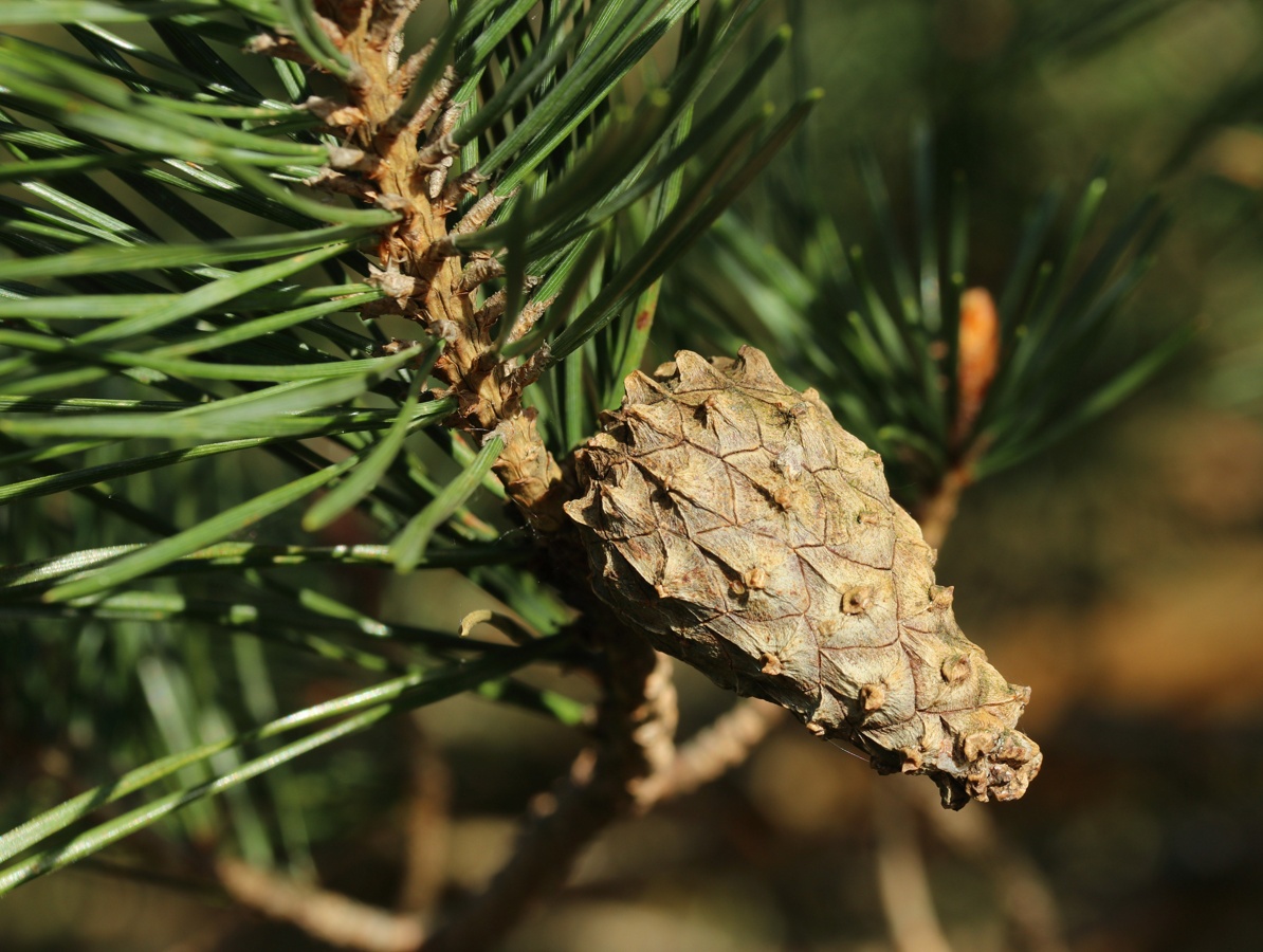 Image of Pinus sylvestris specimen.