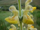 Phlomoides fetisowii