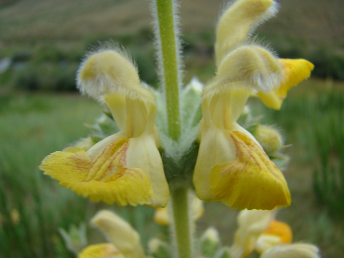 Изображение особи Phlomoides fetisowii.