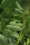 род Robinia
