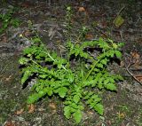 Rorippa palustris