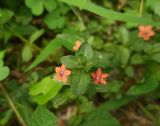 Anagallis arvensis