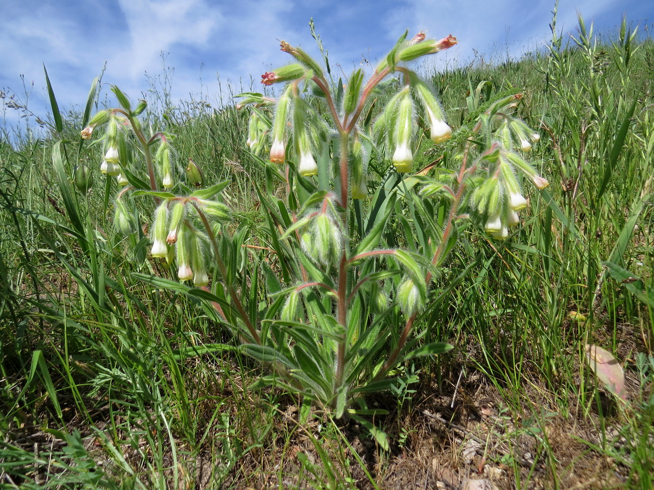 Изображение особи Onosma dichroantha.