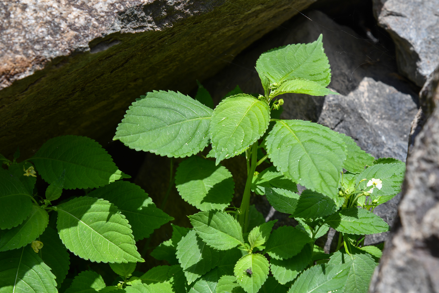 Image of Impatiens parviflora specimen.