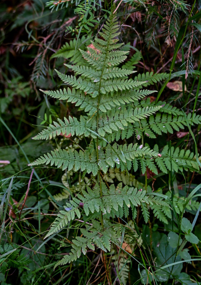 Изображение особи Dryopteris carthusiana.