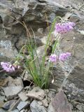 Allium rubens