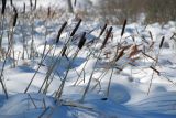 Typha elata. Верхушки растений с соплодиями-початками. Москва, Кузьминский лесопарк, экологическая тропа. 08.03.2011.