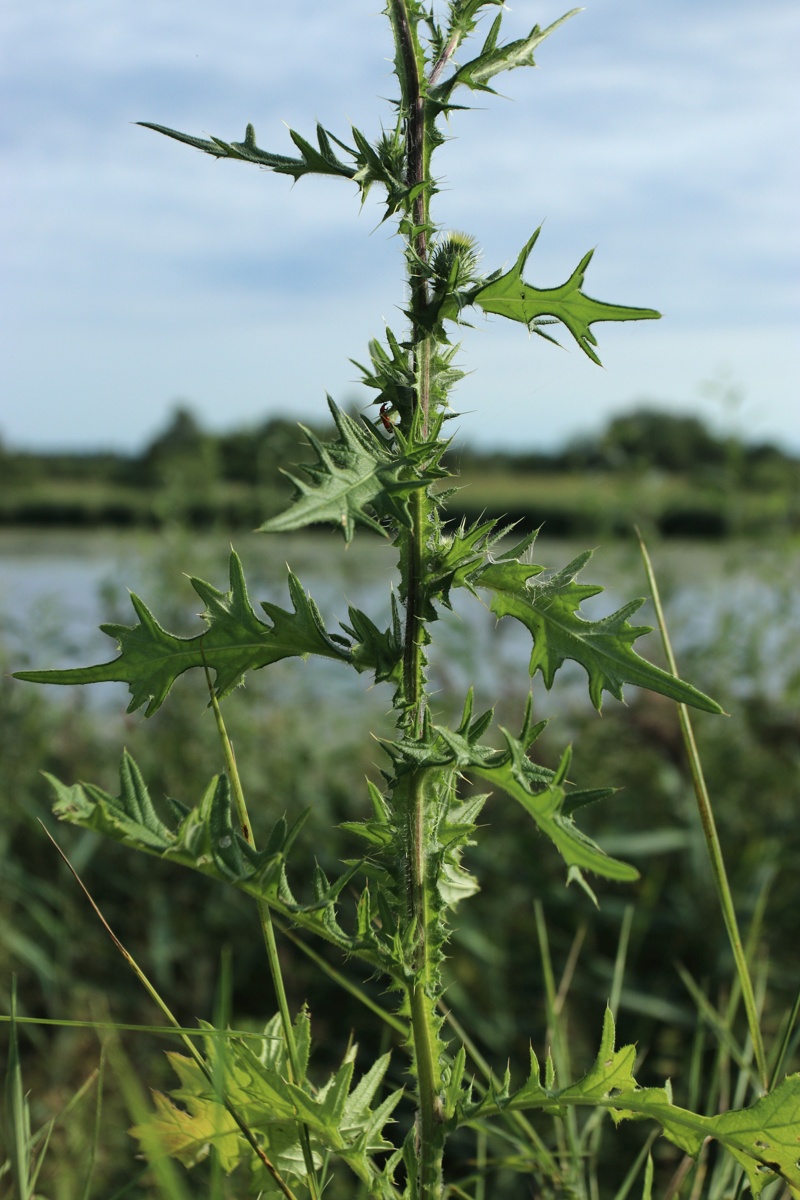 Изображение особи Cirsium vulgare.
