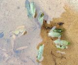 Potamogeton gramineus