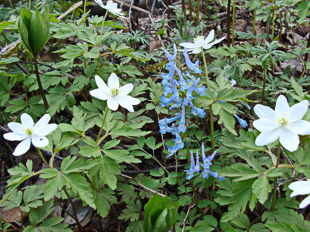 Изображение особи Corydalis ambigua.