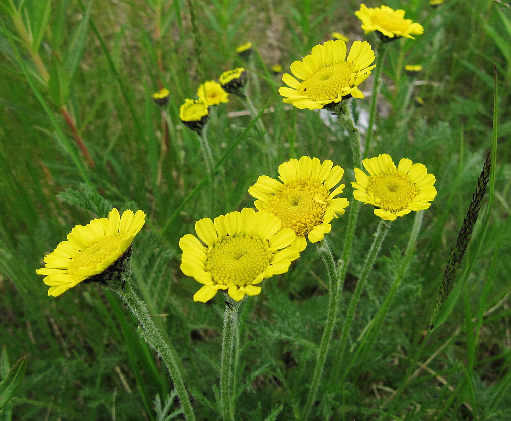 Image of Tanacetum bipinnatum specimen.