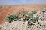 род Astragalus
