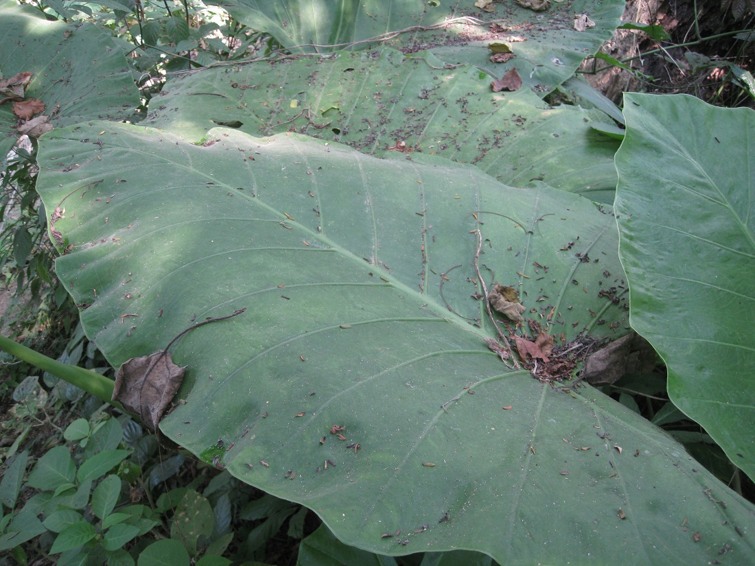 Image of Alocasia odora specimen.