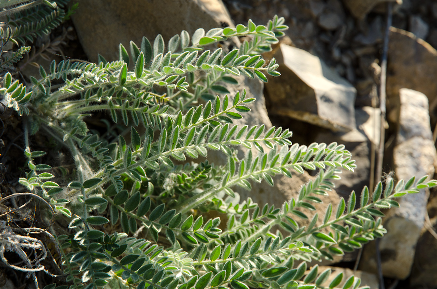 Image of familia Fabaceae specimen.