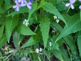 genus Hesperis. Нижние стеблевые листья. Краснодарский край, Крымский р-н, окр. ст-цы Неберджаевская, гора Долгая, ≈ 300 м н.у.м., обочина горно-лесной дороги. 14.05.2025.