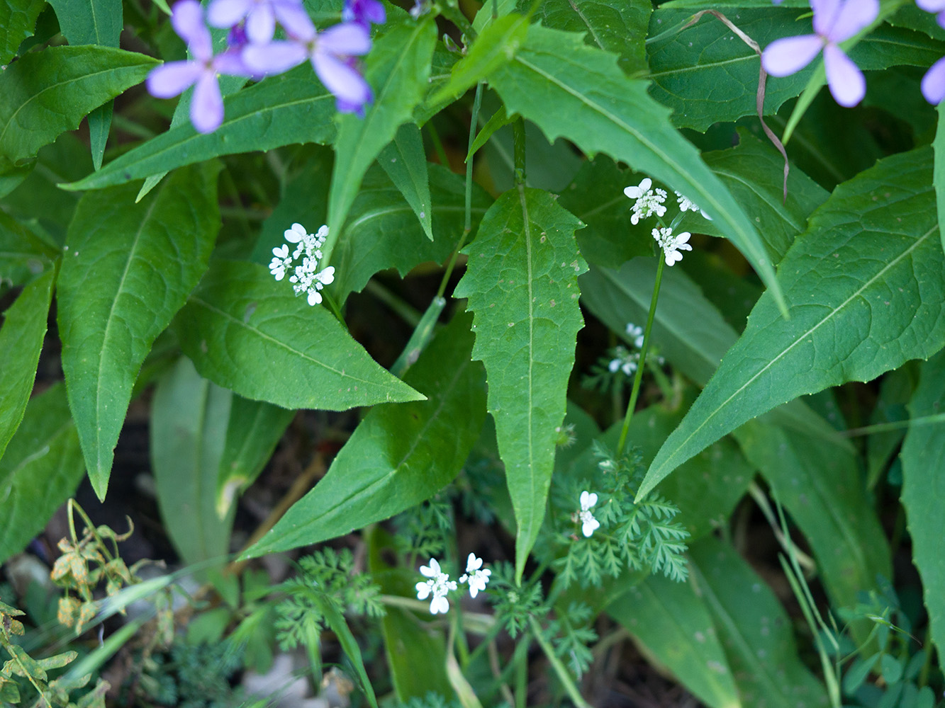 Изображение особи Hesperis matronalis.