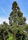 Cryptomeria japonica. Крона взрослого дерева. Китай, пров. Аньхой, национальный парк \"Хуаншань\", опушка смешанного леса. 30.05.2025.