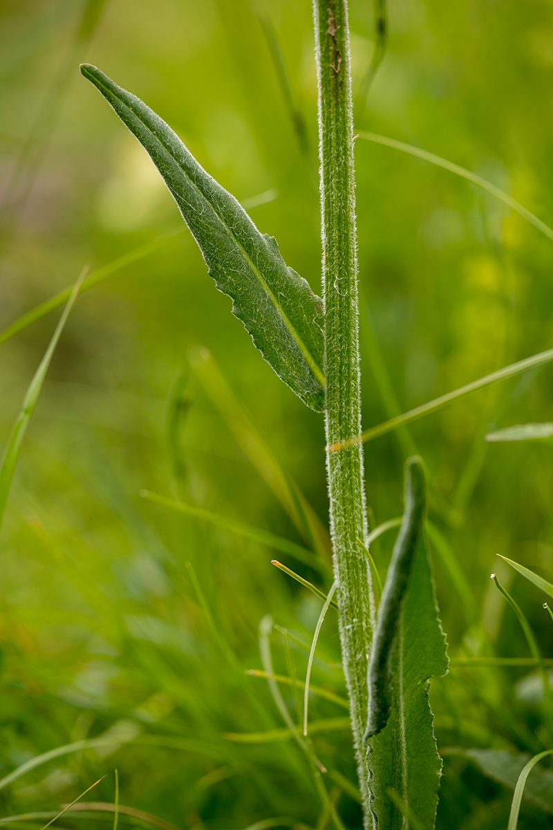 Изображение особи Tephroseris integrifolia.
