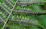 Dryopteris filix-mas