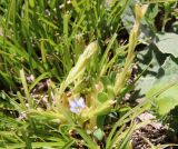 Gentiana aquatica