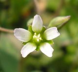 Holosteum umbellatum