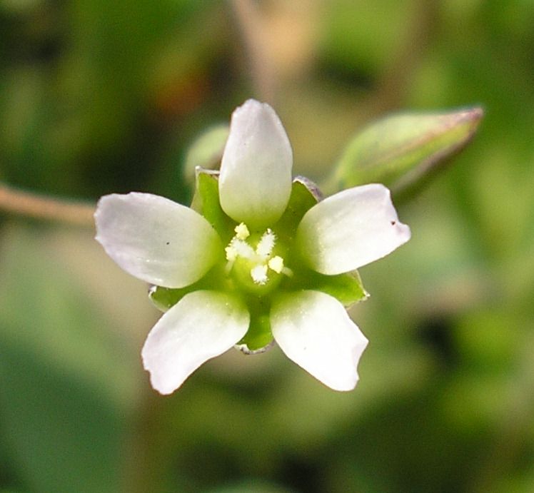 Изображение особи Holosteum umbellatum.