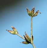 Juncus turczaninowii. Часть соплодия. Приморский край, Уссурийский ГО, окр. ж.-д. пл. 9194 км, дол. р. Раздольная на левом берегу, пойма, илистая отмель. 22.09.2025.