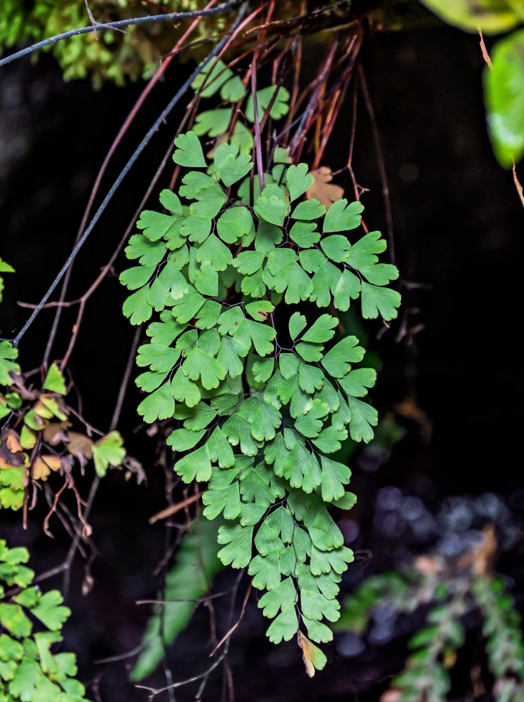 Изображение особи Adiantum capillus-veneris.