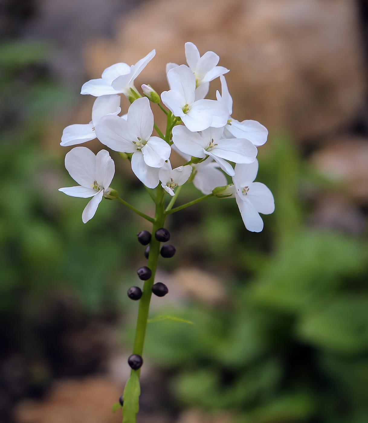 Image of Cardamine bulbifera specimen.