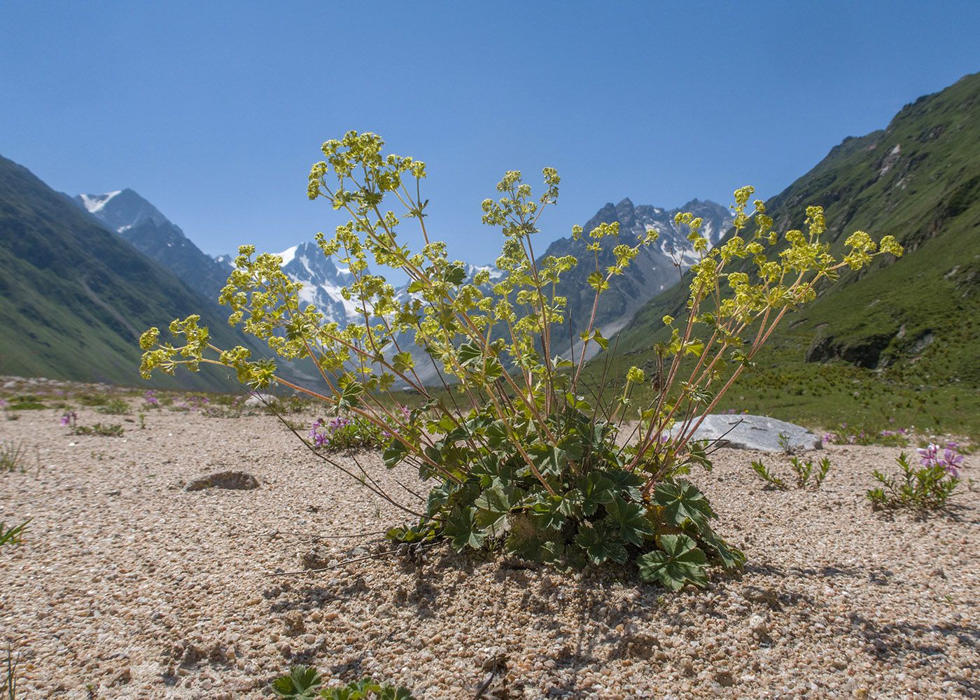 Изображение особи род Alchemilla.