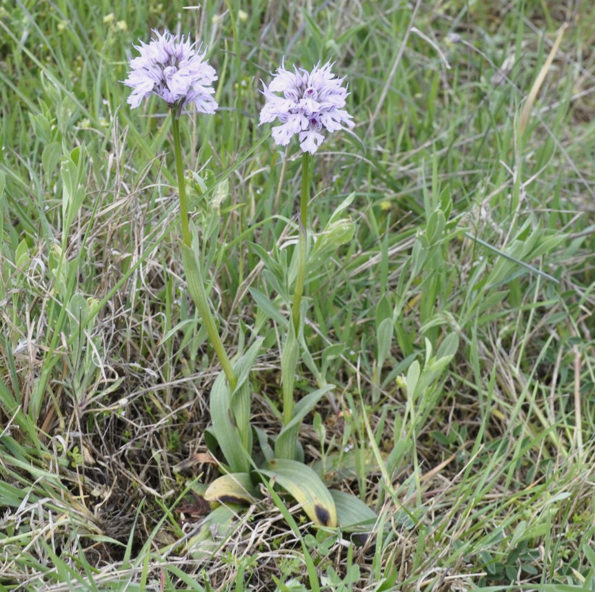 Image of Neotinea tridentata specimen.