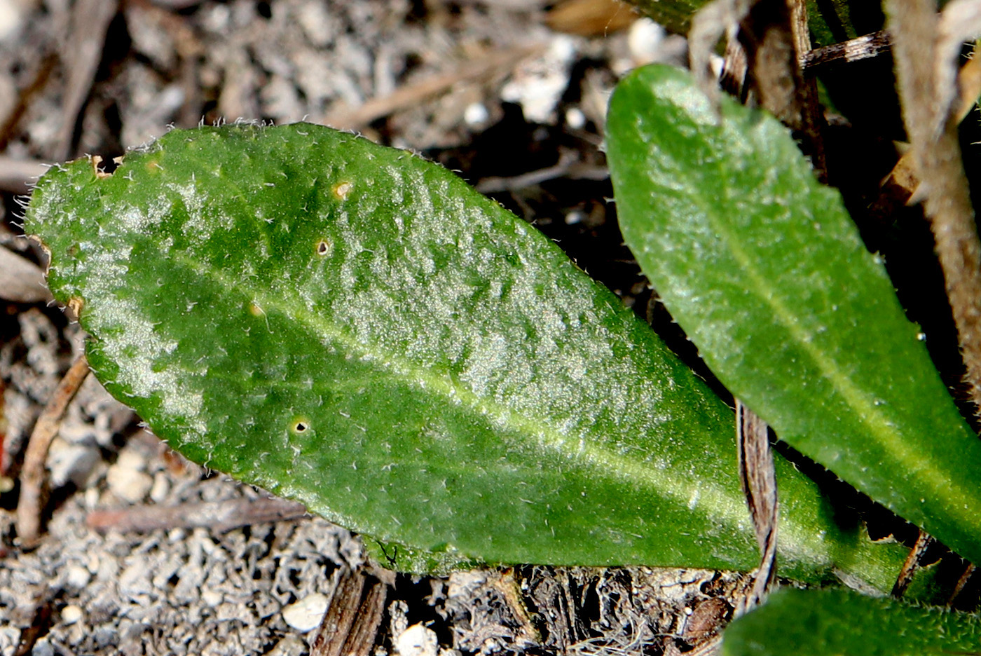 Изображение особи Arabis sagittata.