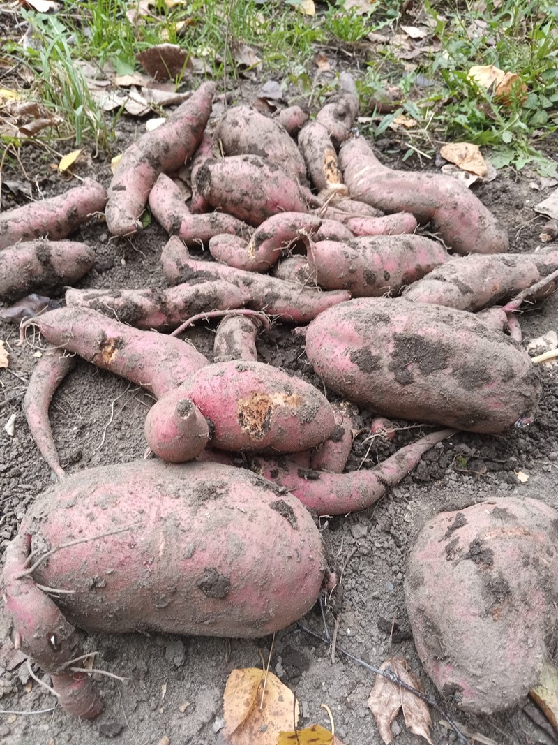 Изображение особи Ipomoea batatas.