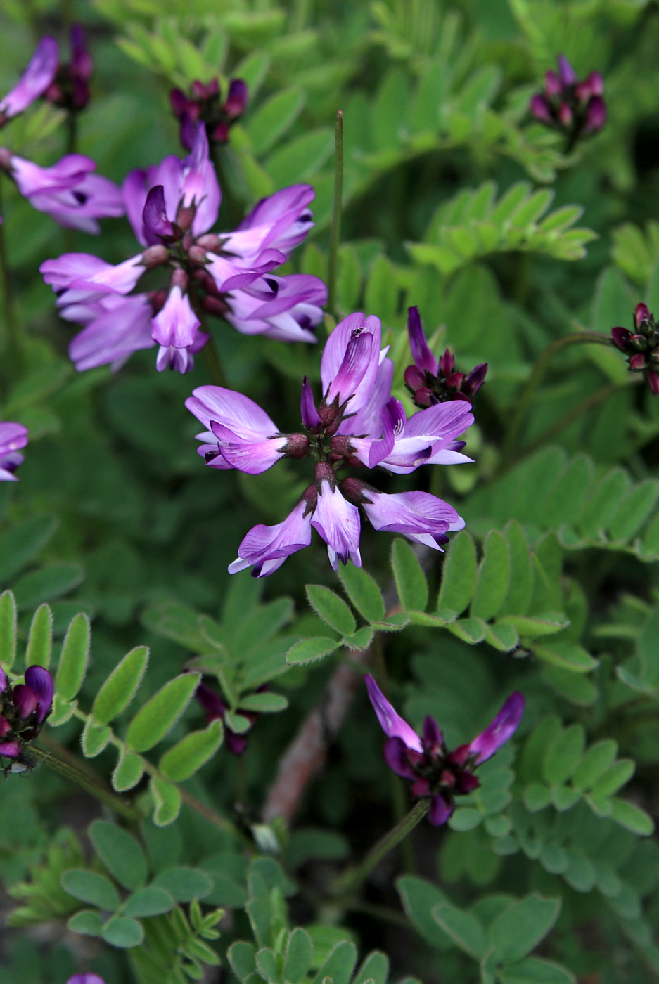 Image of Astragalus subpolaris specimen.