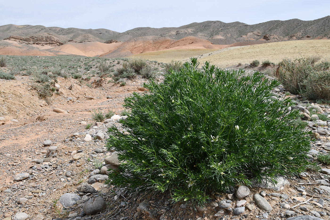 Image of Peganum harmala specimen.