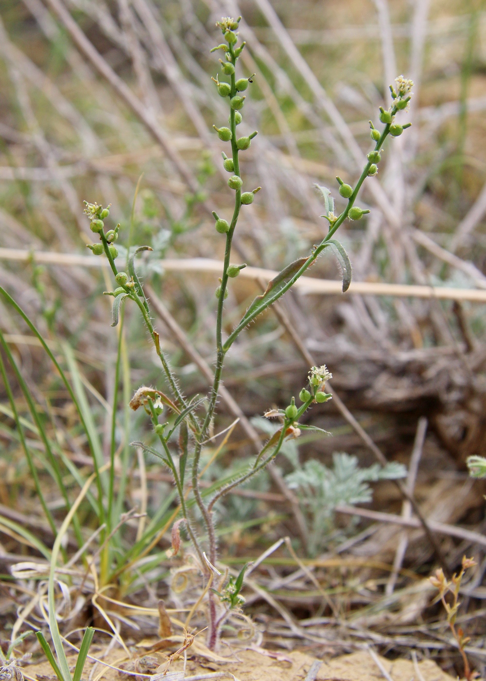 Image of Litwinowia tenuissima specimen.