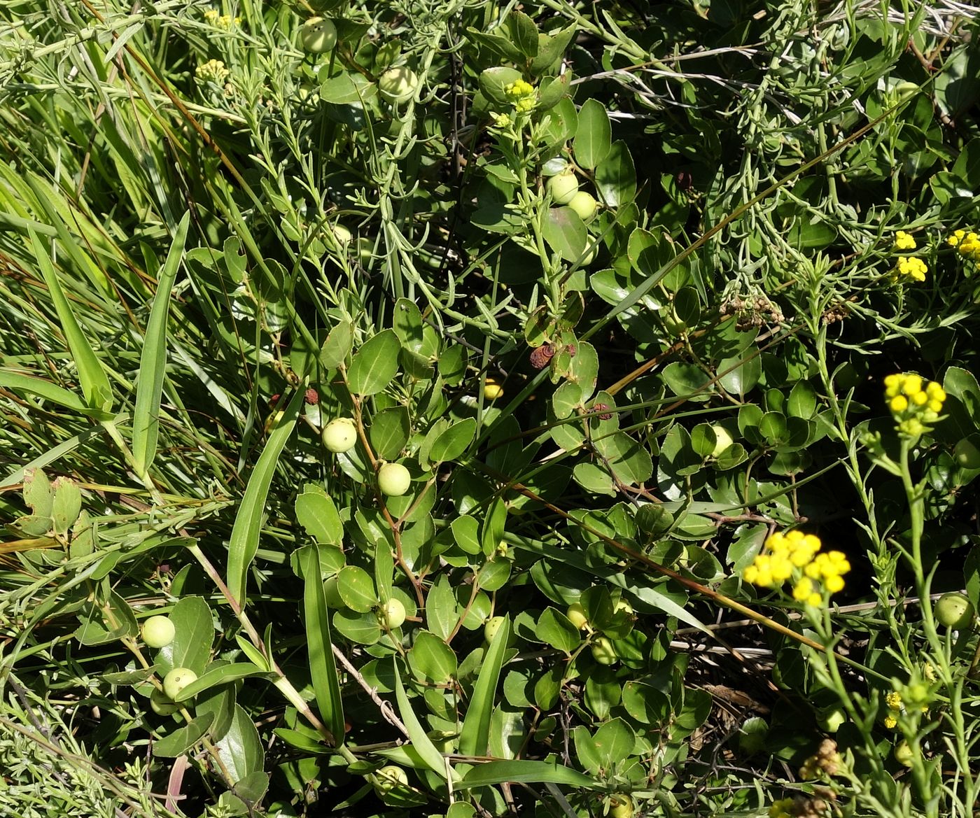 Image of Chrysobalanus icaco specimen.