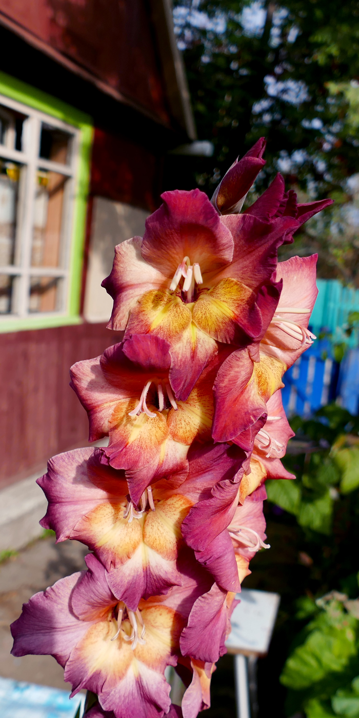 Изображение особи Gladiolus &times; gandavensis.