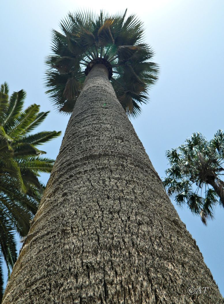 Изображение особи Brahea armata.